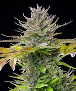 Royal Queen Seeds AMG - Amnesia Mac Ganja