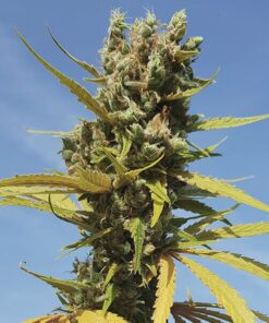Royal Queen Seeds AMG - Amnesia Mac Ganja