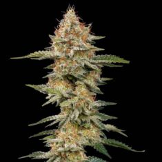 Royal Queen Seeds Critical