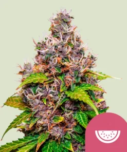 Royal Queen Seeds Watermelon