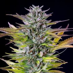 Royal Queen Seeds Watermelon