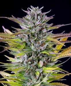 Royal Queen Seeds Watermelon