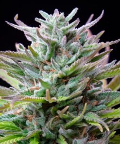 Royal Queen Seeds Watermelon