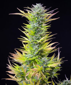 Royal Queen Seeds Watermelon