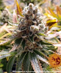 Barneys Farm Laughing Buddha