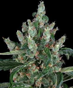 Barneys Farm Laughing Buddha