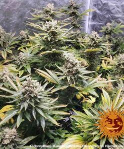 Barneys Farm Laughing Buddha