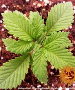 Barneys Farm Laughing Buddha