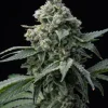 Barneys Farm Bruce Banner