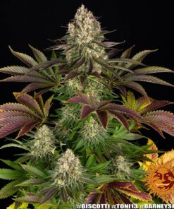 Barneys - Biscotti Mintz - 5 feminised seeds