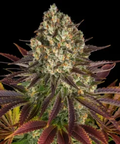 Barneys - Biscotti Mintz - 1 feminised seed