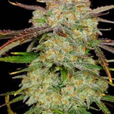 Fast Buds FrostBanger Auto