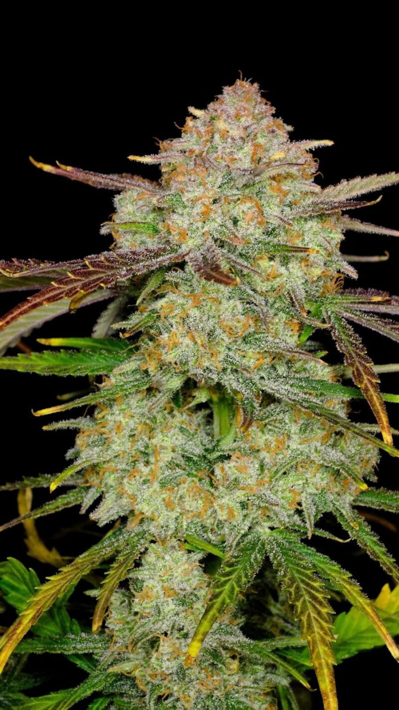 Fast Buds FrostBanger Auto
