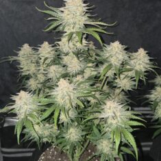 Ενα φυτό Fast Buds FrostBanger Auto σε πλήρη ανθοφορία