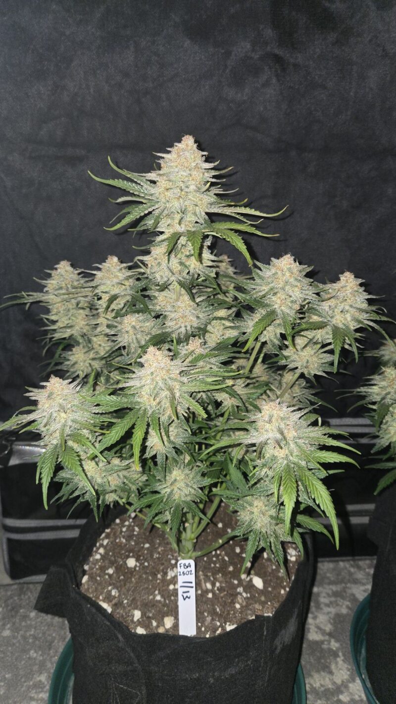 Ενα φυτό Fast Buds FrostBanger Auto σε πλήρη ανθοφορία