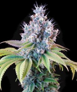 κορυφη του Tyson Dynamite Diesel