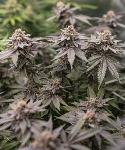 Φυτο σε ανθοφορία Tyson Dynamite Diesel