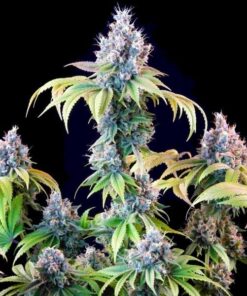 Αποψη του πάνω μέρους του φυτού Tyson Dynamite Diesel σε ανθοφορία