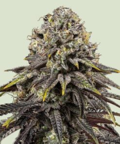 Η κορυφή του Tyson Dynamite Diesel