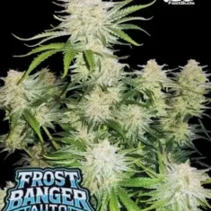 Αποψη του Fast Buds FrostBanger Auto