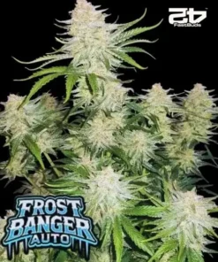 Αποψη του Fast Buds FrostBanger Auto