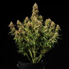 Gaia F1