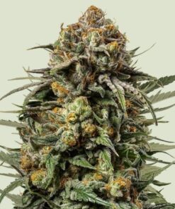 Κορυφή του Tyson Gelato 44