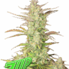 Κορυφη του Fast Buds Z-up Auto