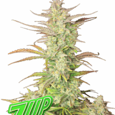 Κορυφη του Fast Buds Z-up Auto