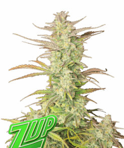 Κορυφη του Fast Buds Z-up Auto