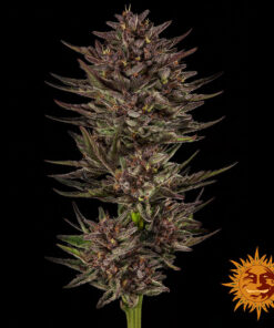 Frosted Zinn x Cookie Dog Auto Barney’s Farm