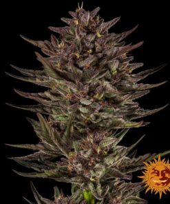 Frosted Zinn Cookie Dog Auto strain