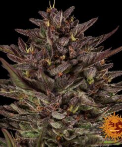 autoflower seeds Barney’s Farm Frosted Zinn close up
