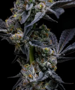 Barneys Farm Garlic Cookies