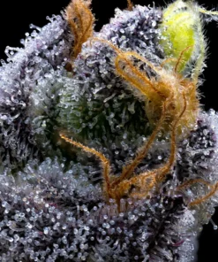 Barneys Farm Garlic Cookies