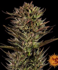 Barneys Farm Thin Mint x Sour Pinot Auto | Canna24 Thin Mint x Sour Pinot Auto feminized autoflower seeds από τη Barney’s Farm