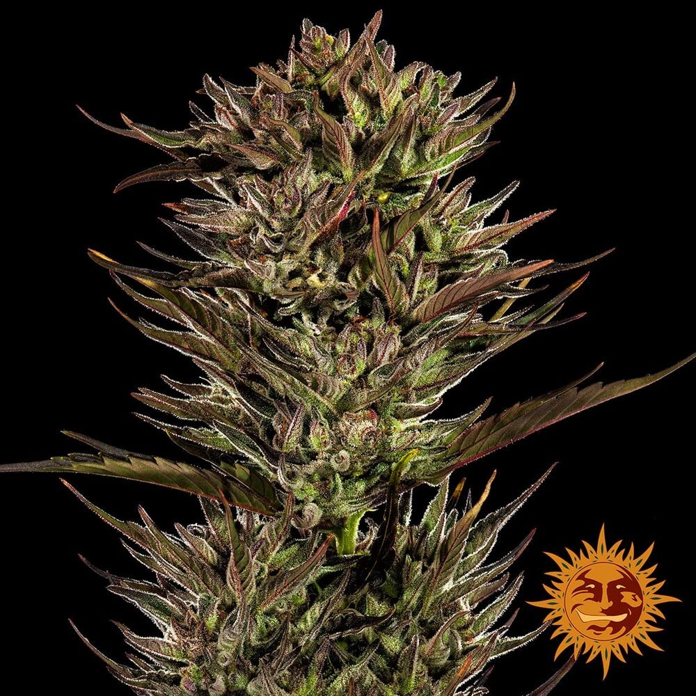 Barneys Farm Thin Mint x Sour Pinot Auto | Canna24 Thin Mint x Sour Pinot Auto feminized autoflower seeds από τη Barney’s Farm