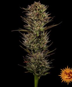 Barneys Farm Thin Mint x Sour Pinot Auto | Canna24 Σπόροι κάνναβης Barney’s Farm Thin Mint x Sour Pinot Auto με Cali genetics