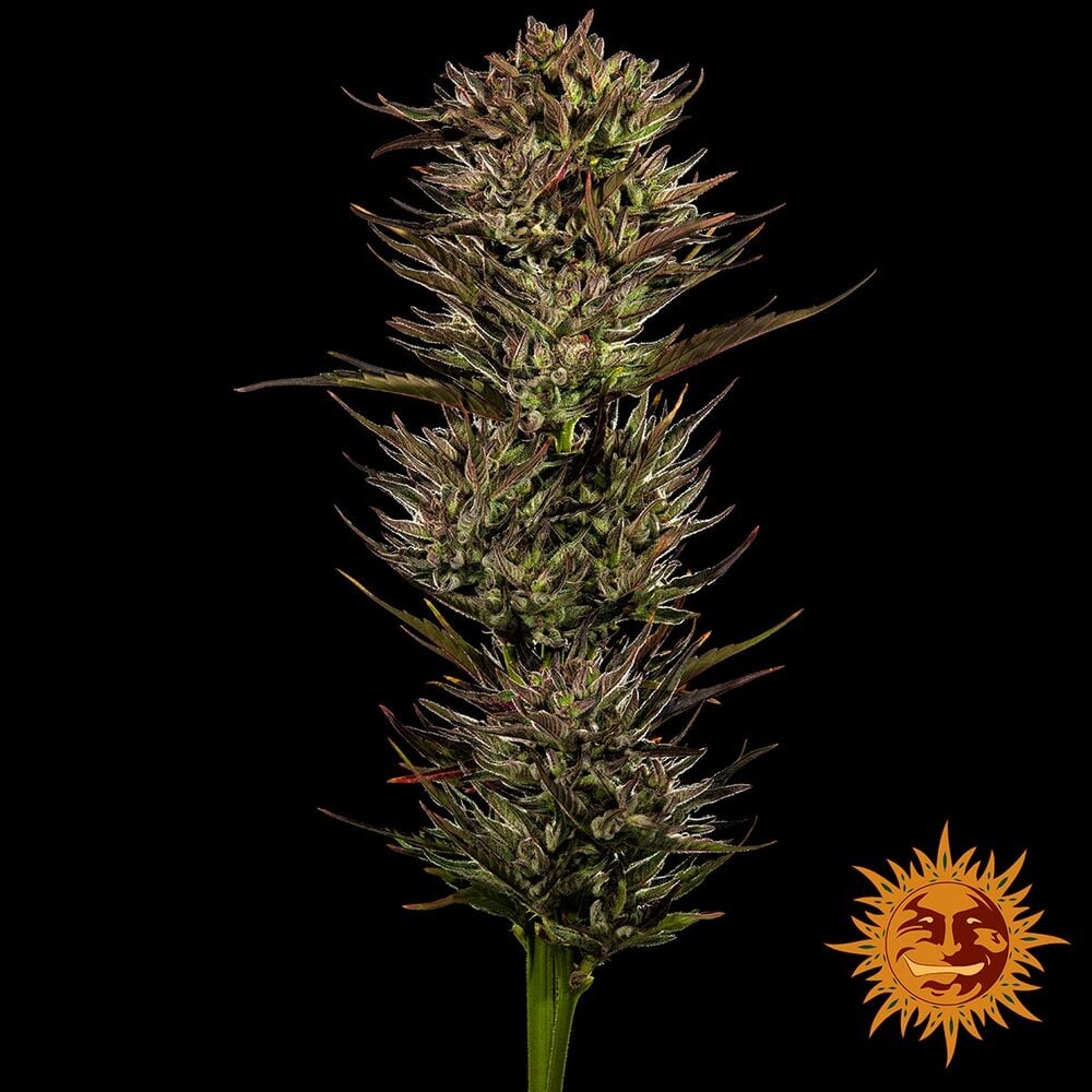 Barneys Farm Thin Mint x Sour Pinot Auto | Canna24 Σπόροι κάνναβης Barney’s Farm Thin Mint x Sour Pinot Auto με Cali genetics