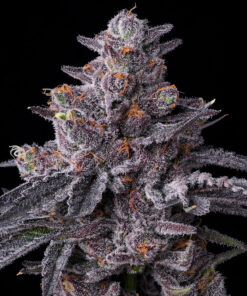 Barneys Farm Zillions | Canna24 Σπόροι κάνναβης Barney’s Farm Zillions με Original Zkittlez x Lemon Cherry Gelato γενετική