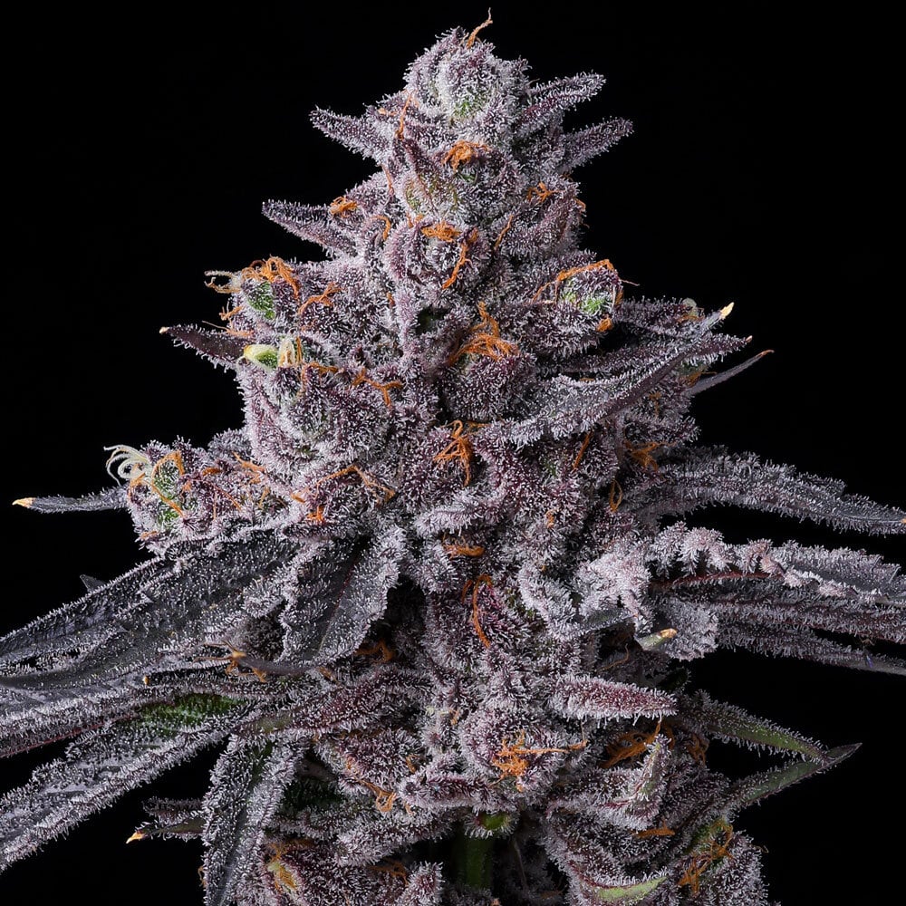 Barneys Farm Zillions | Canna24 Σπόροι κάνναβης Barney’s Farm Zillions με Original Zkittlez x Lemon Cherry Gelato γενετική