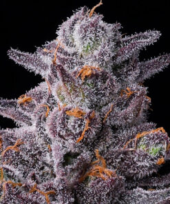 Barneys Farm Zillions | Canna24 Barney’s Farm Zillions cannabis seeds για συλλέκτες Cali genetics