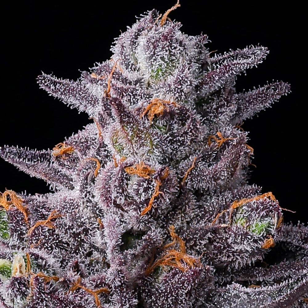 Barneys Farm Zillions | Canna24 Barney’s Farm Zillions cannabis seeds για συλλέκτες Cali genetics
