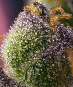 Barneys Farm Hindu Kush | Canna24 Barney’s Farm Hindu Kush cannabis seeds για συλλέκτες old school genetics