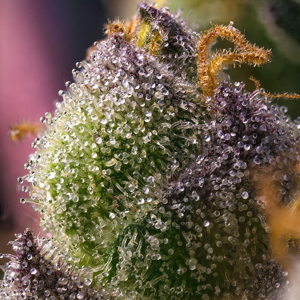 Barneys Farm Hindu Kush | Canna24 Barney’s Farm Hindu Kush cannabis seeds για συλλέκτες old school genetics