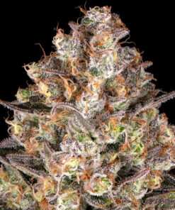 Barneys Farm Hindu Kush | Canna24 Σπόροι κάνναβης Barney’s Farm Hindu Kush με 100% indica landrace γενετική