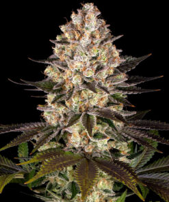 Barneys Farm Hindu Kush | Canna24 Hindu Kush feminized seeds από τη Barney’s Farm