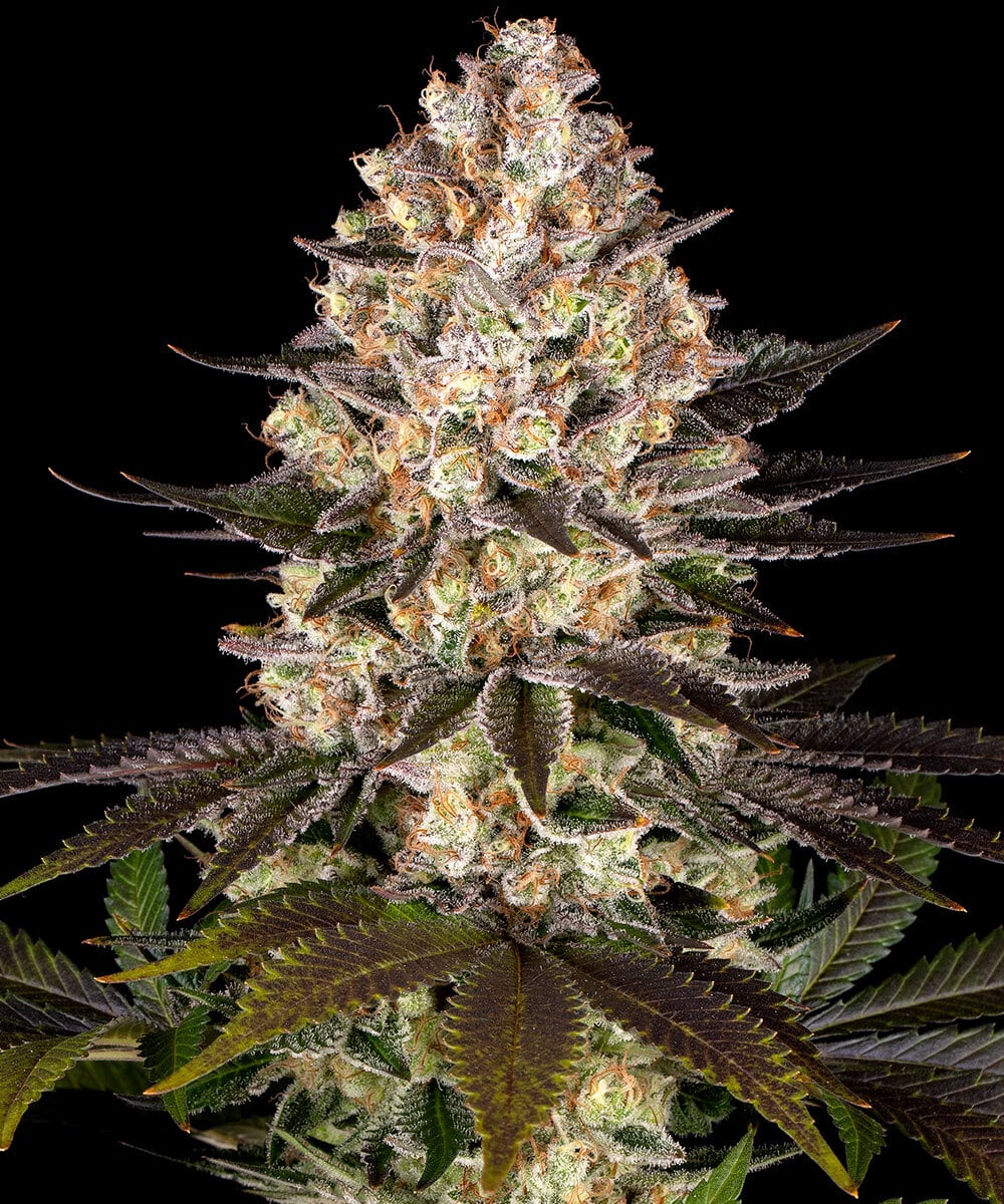 Barneys Farm Hindu Kush | Canna24 Hindu Kush feminized seeds από τη Barney’s Farm