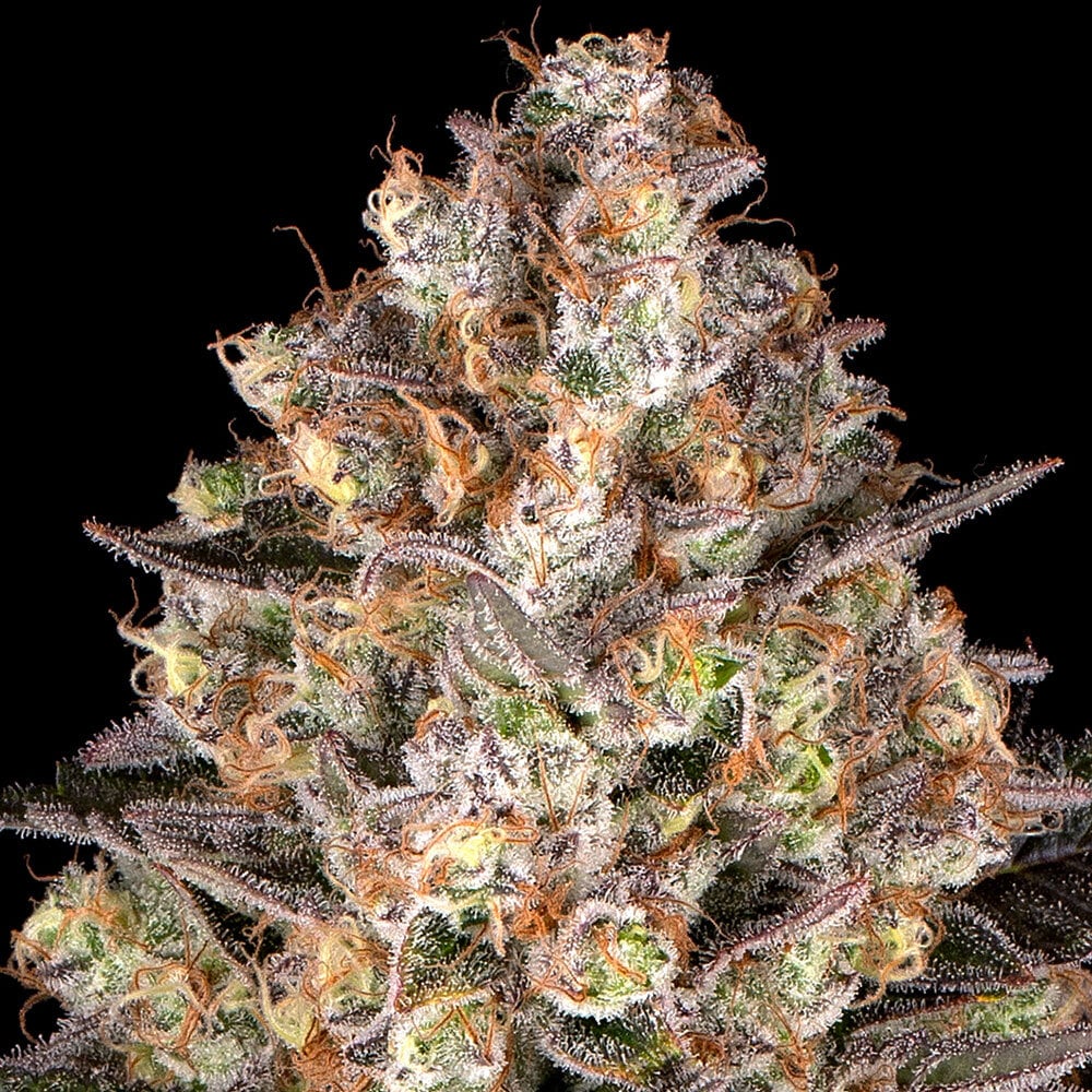 Barneys Farm Hindu Kush | Canna24 Σπόροι κάνναβης Barney’s Farm Hindu Kush με 100% indica landrace γενετική