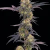 Σπόροι κάνναβης Barney’s Farm Tropicana Cherry με Cali genetics